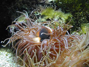 anenome