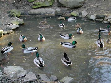 ducks