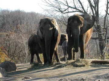 elephants