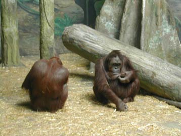 orangutans